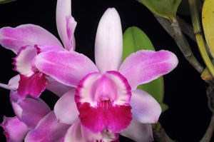 Cattleya intermedia fma. orlata Helen Smiley Mast HCC/AOS 79 pts.